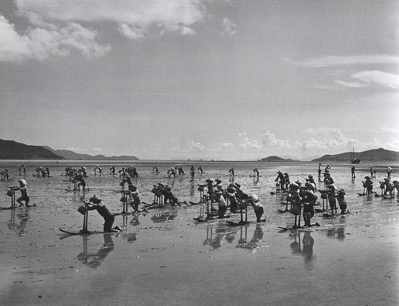 沙井蚝民赶海1972