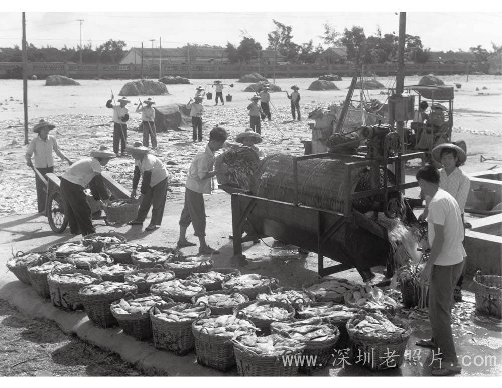 蛇口晒鱼场(1973)