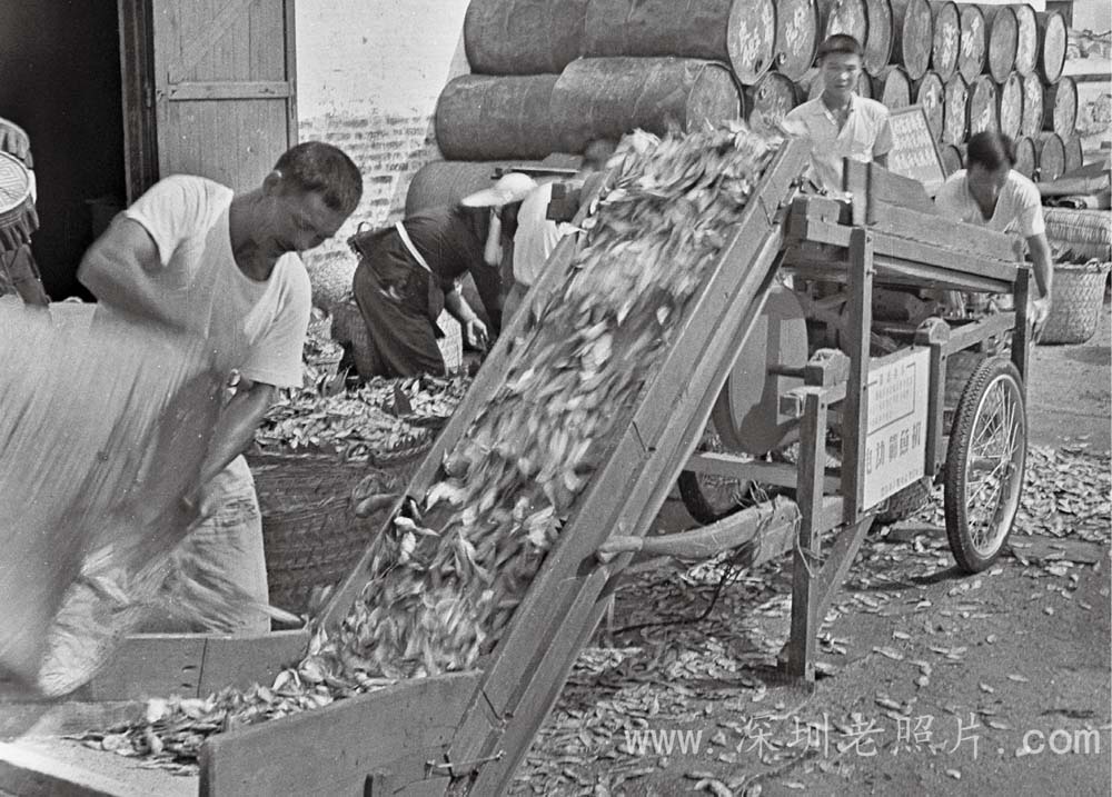 盐田水产站职工自制筛鱼机(1970)