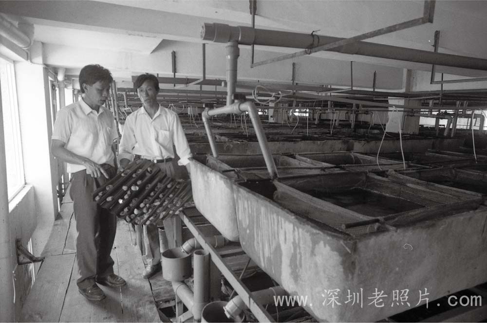 南澳鲍鱼场(1983)