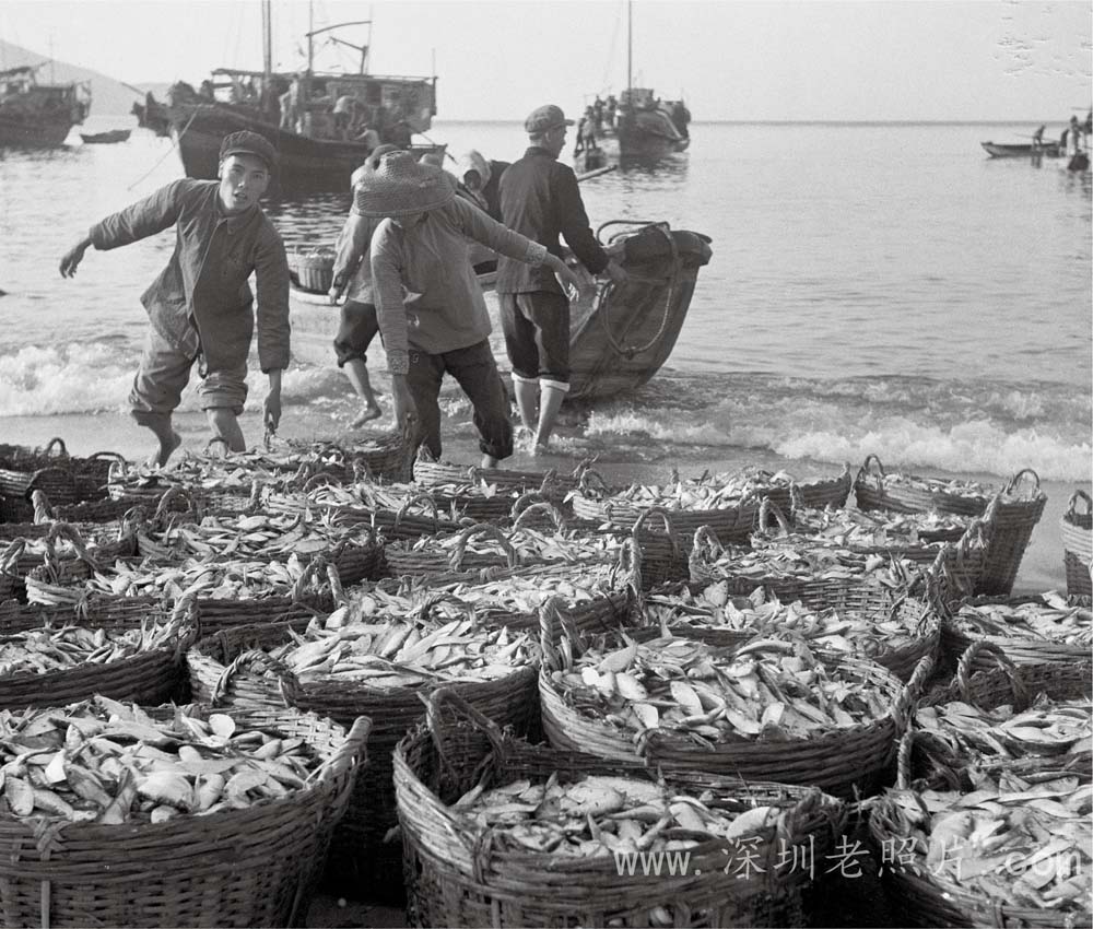 南澳渔民捕鱼归来(1973)