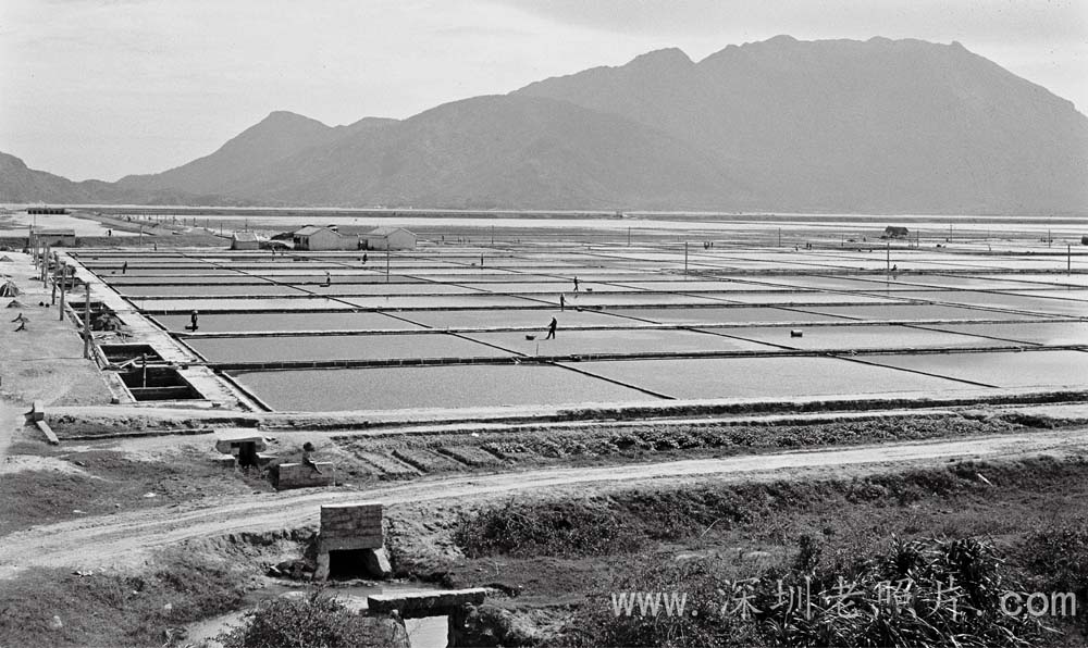 最后一个盐场--大鹏龙岐盐场(1973)