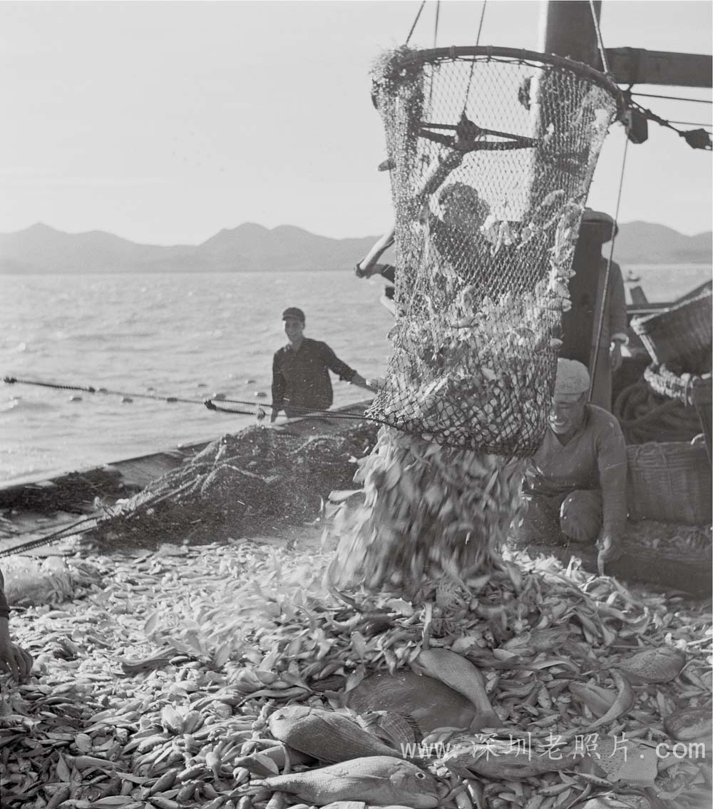 东山渔业队起鱼(1971)