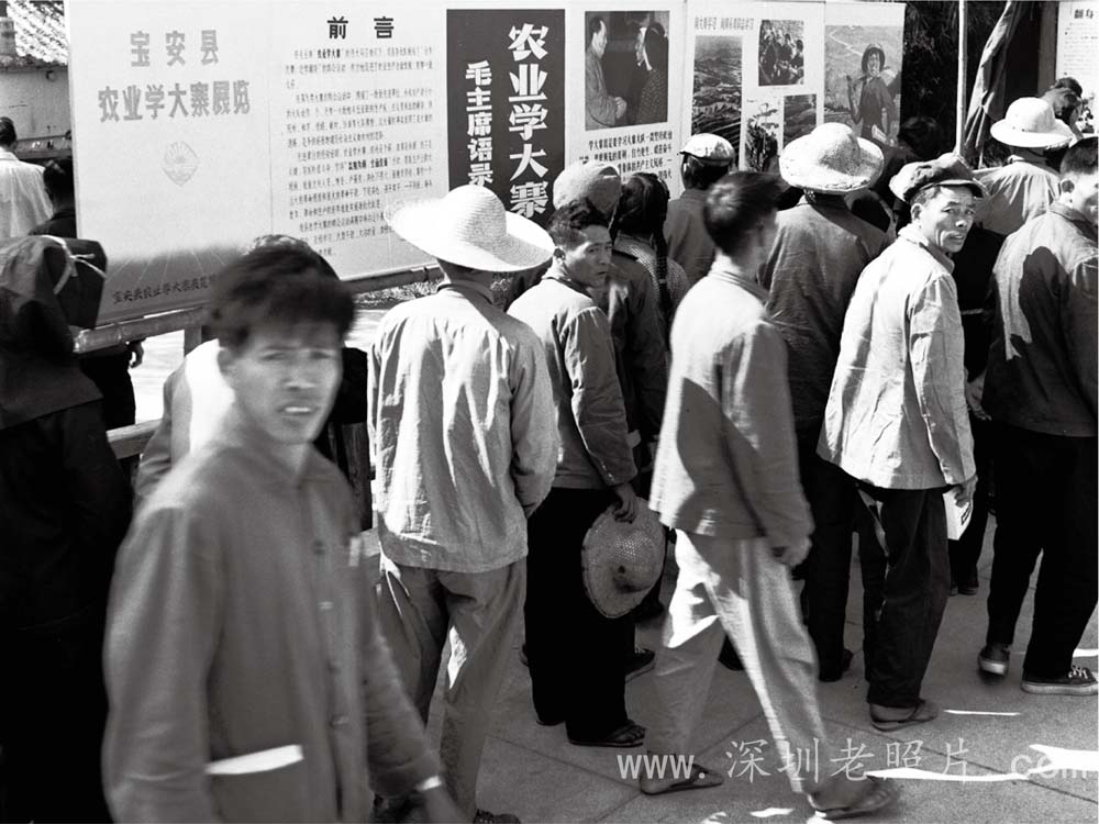 宝安县农业学大赛展览(1973)