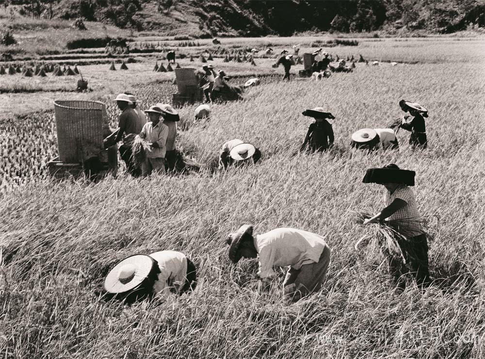 坪西果园生产队山坑田丰收(1974)