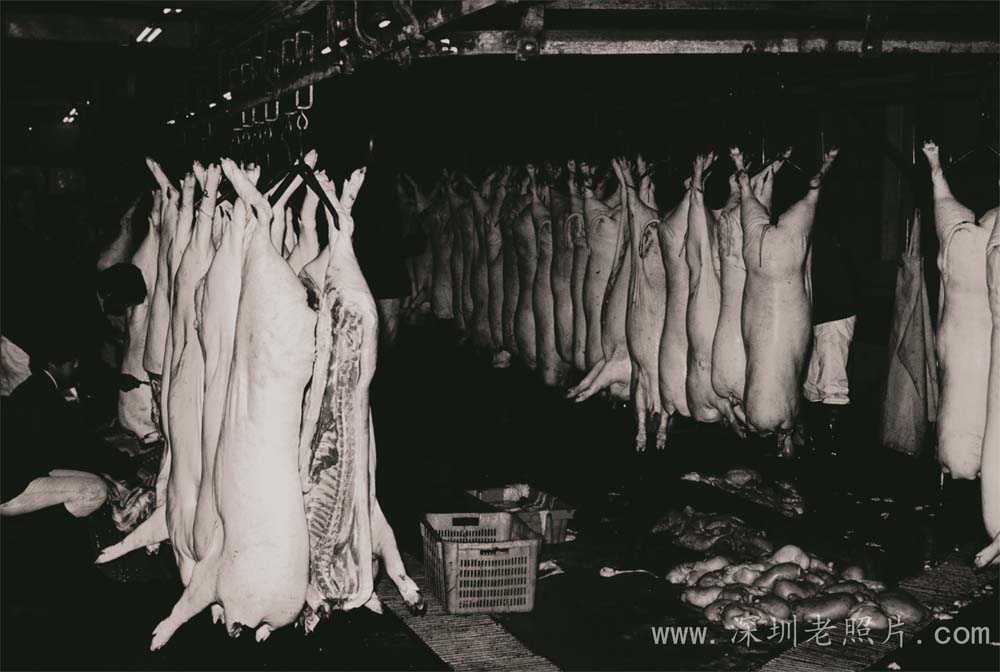 从比利时引进“施格”良种猪，建成年产3100吨四式肉制品加工厂。(1982)