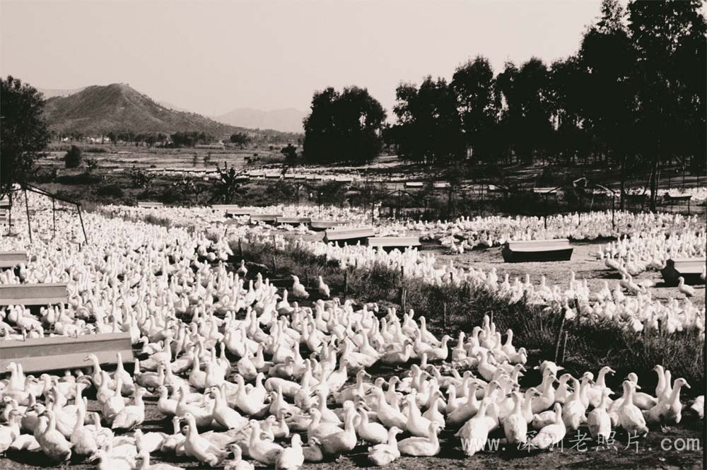 合作经营畔湖华侨鸭场，饲养澳大利亚“狄高”旱地鸭。(1981)