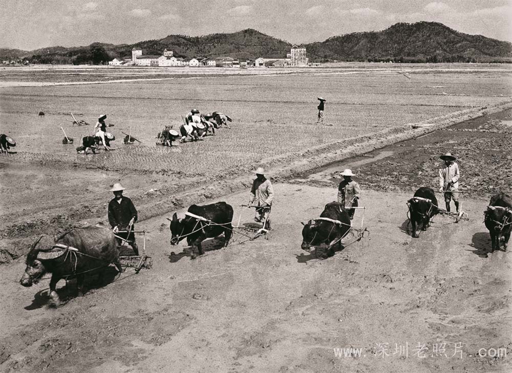 精耕细作(坪山 1975)