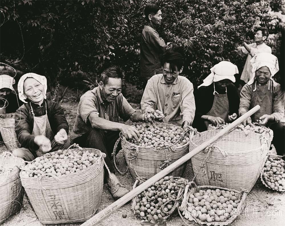 名优特产--梅(水田1971)