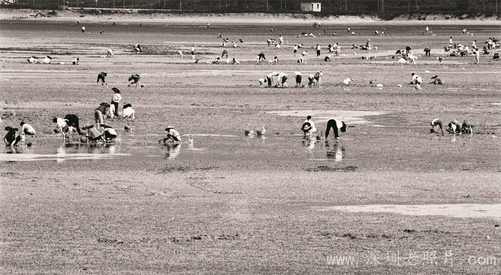 大鹏水头大退潮后的万亩海滩(1977)