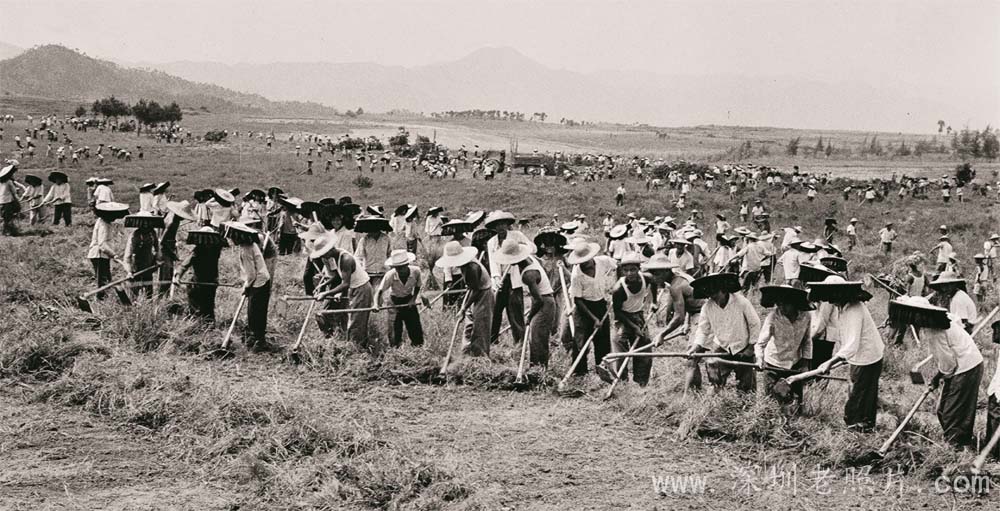 大种“反修蔗”，多产革命糖(坪山1975)