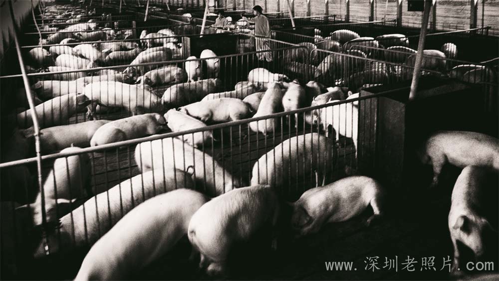 万丰养猪场(1976)