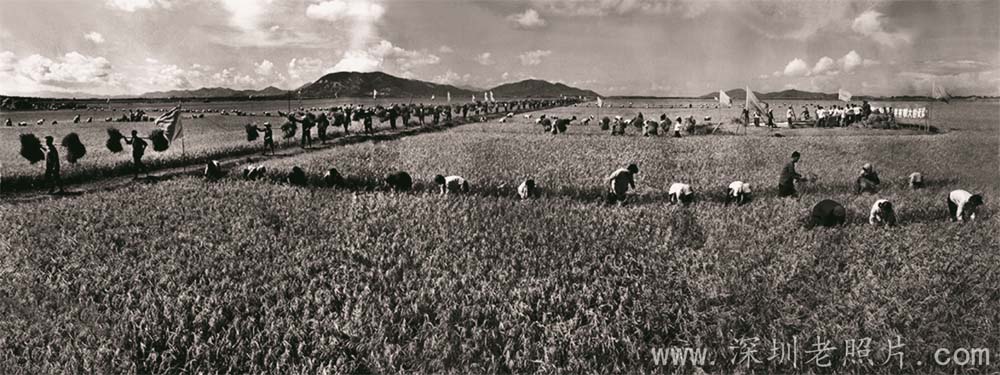 翻身大队大丰收(1971)