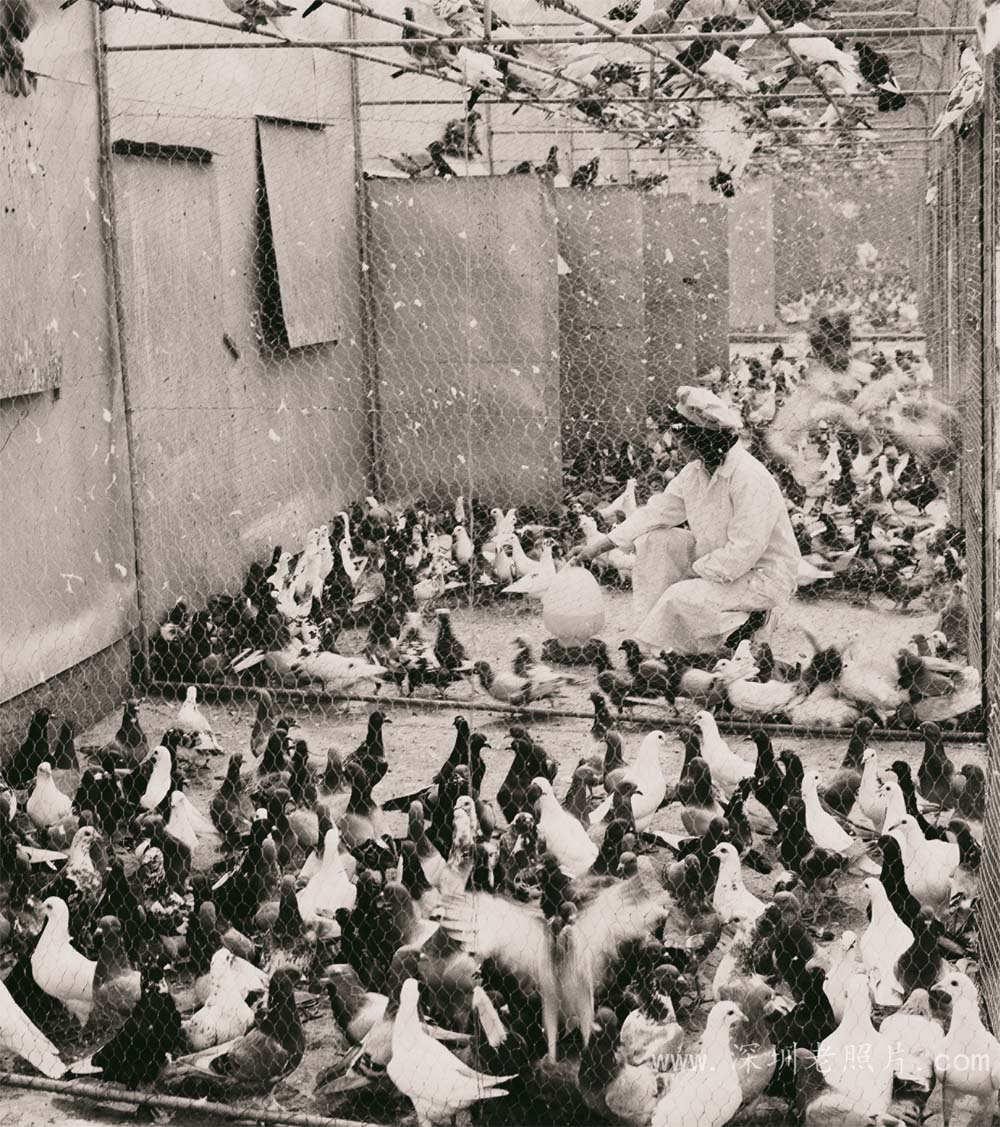 光明鸽场，光明乳鸽名扬深港澳(1983)