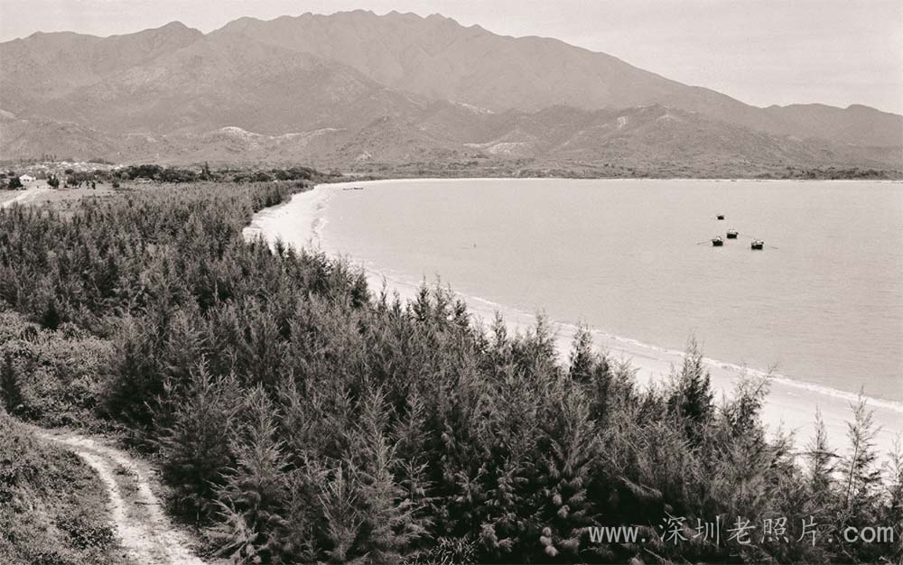 大鹏城较场尾防风林(1972)