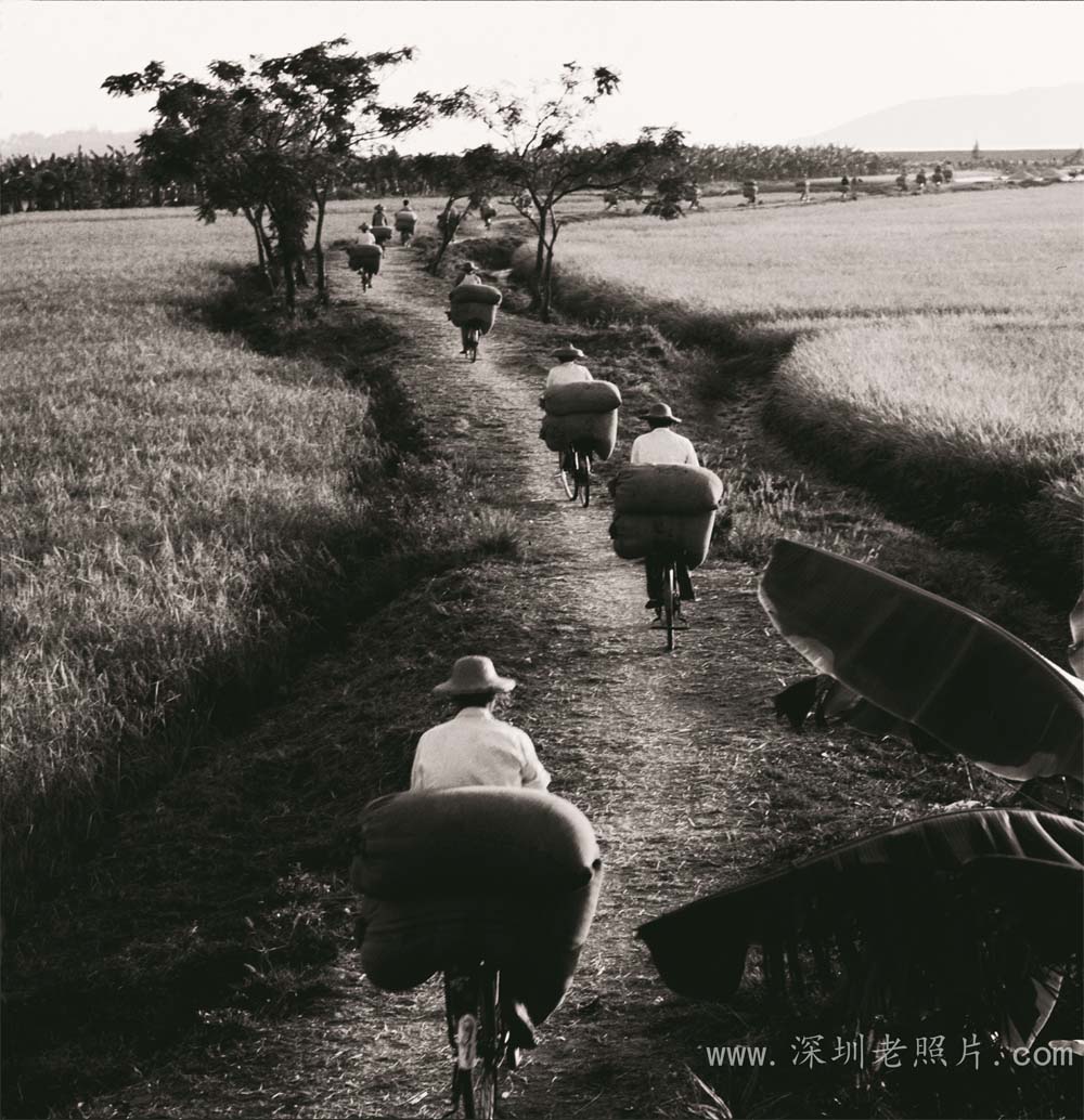 西乡社员收割归来(1972)