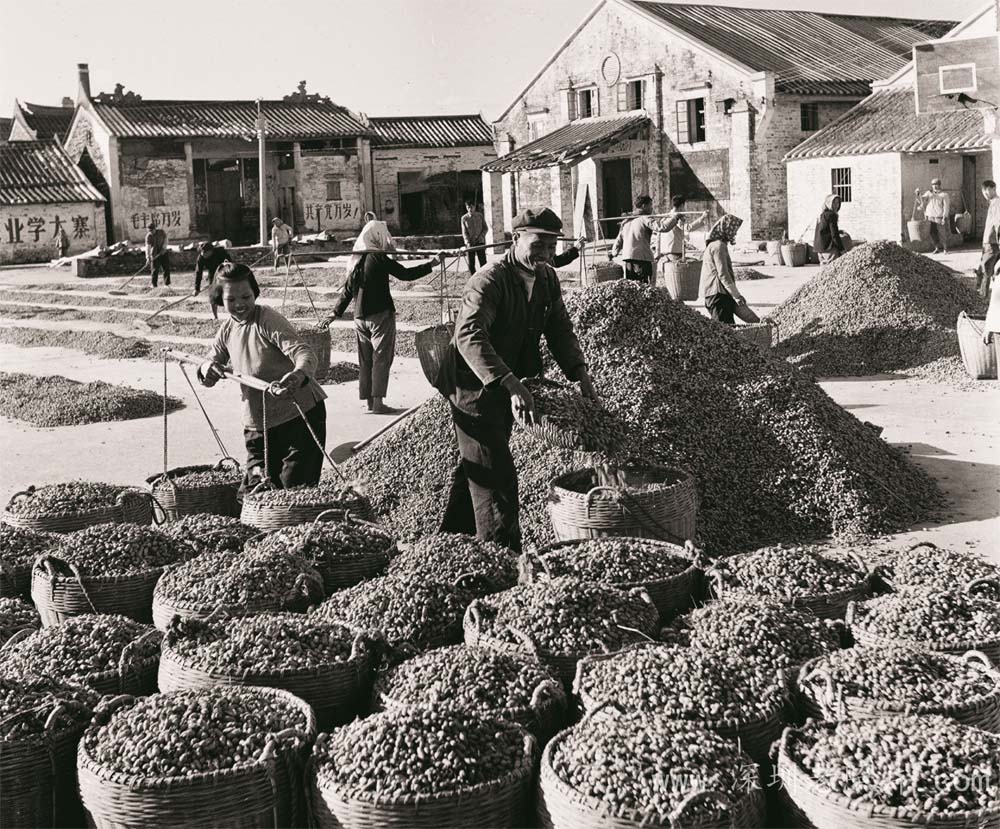 坣岗花生（1973）