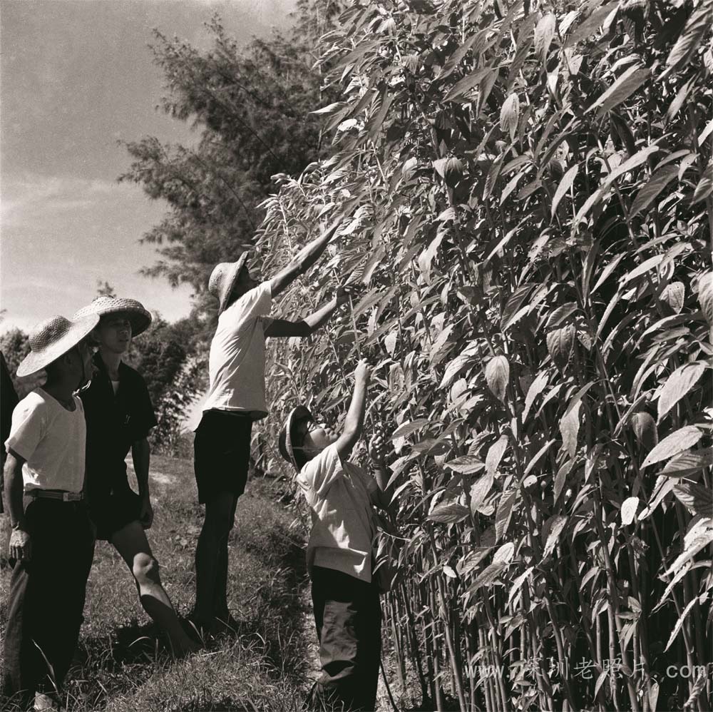 松岗燕川大队黄麻丰收(1974)