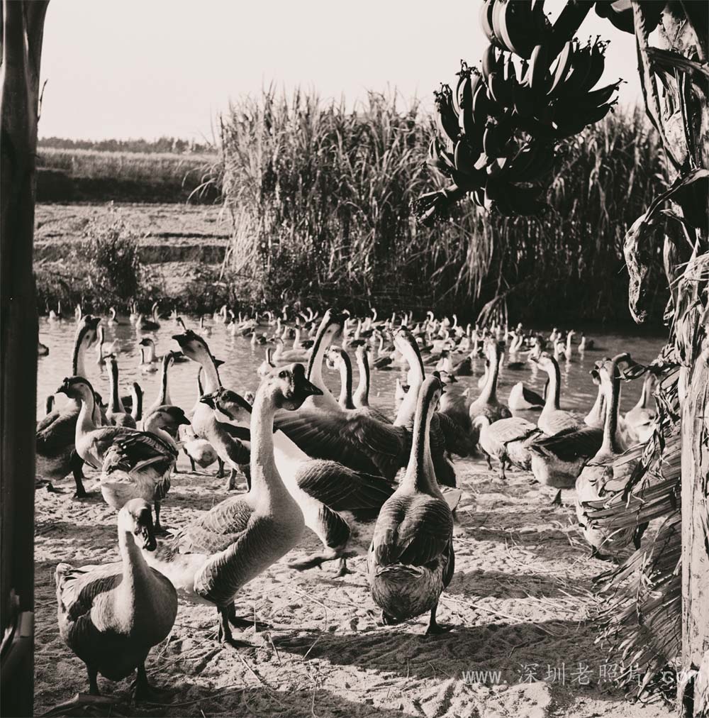 鹅群（三围）