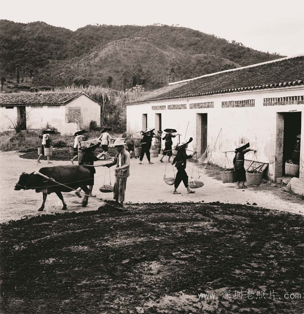 晒牛粪(新村 1975)