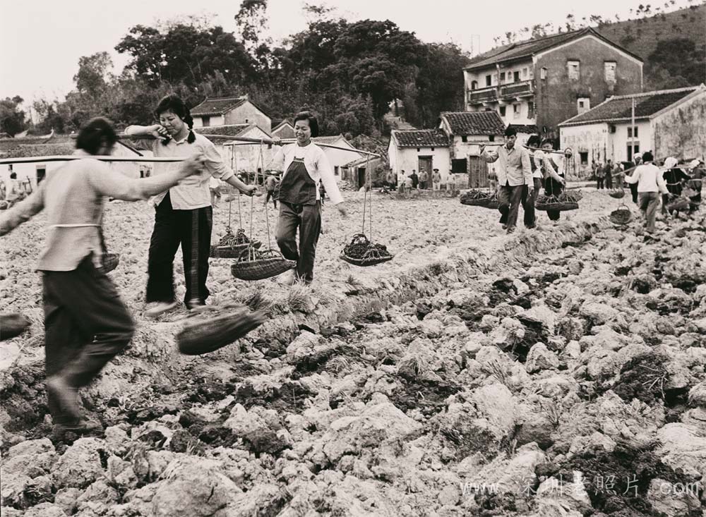 千担施肥一亩田(大网 1975)