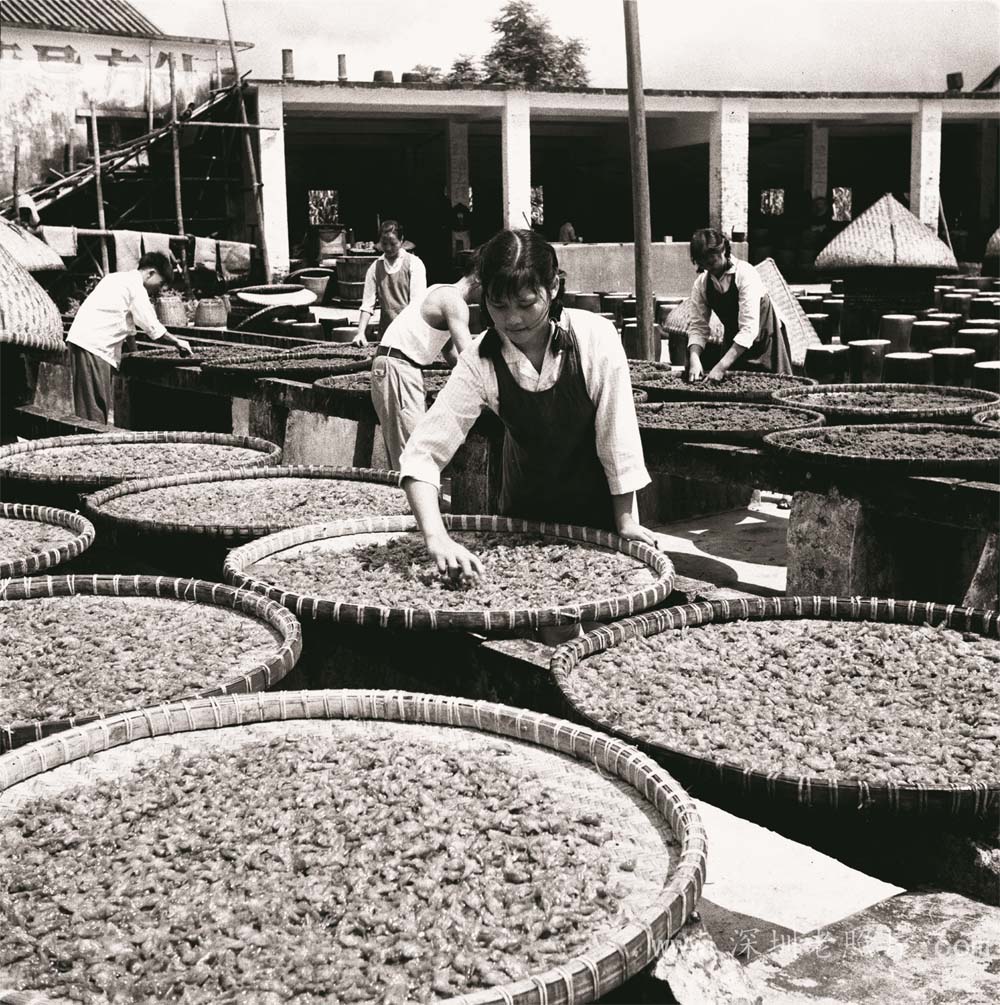 深圳凉果厂（1973）