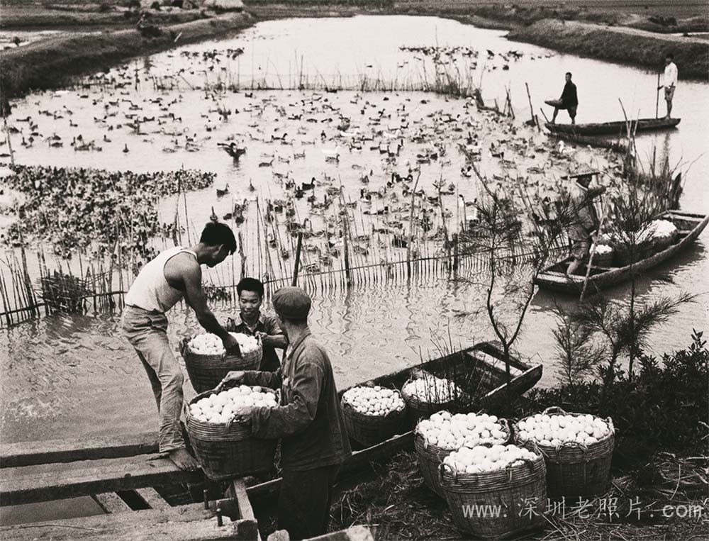 收鸭蛋(自由 1973)