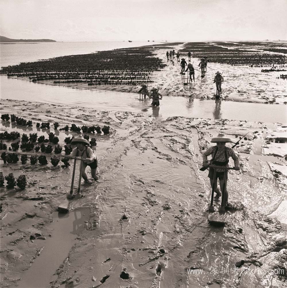 宝安蚝民（1973)