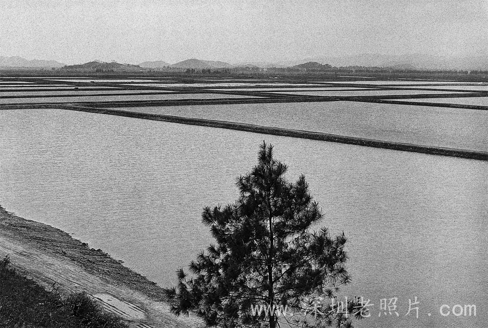 沙井，松岗的万亩渔场（1980）