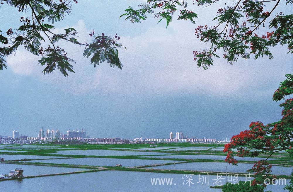 福田--待开发的处女地（1987.5)