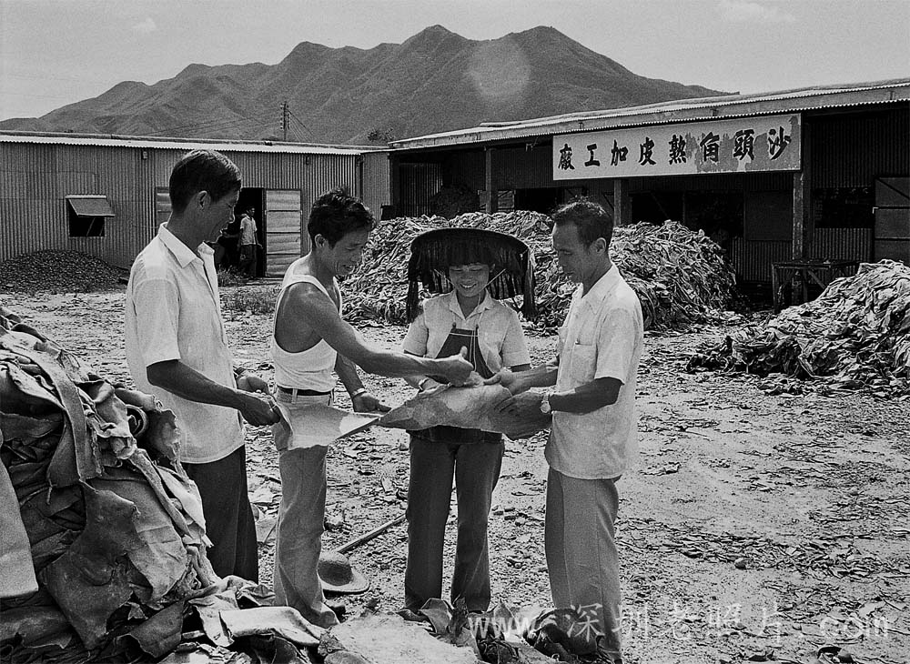 沙头角熟皮加工厂（1979）